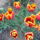 Tulipan-002_1131360_4454_t
