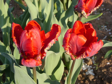 Tulipán