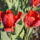 Tulipan_1131357_1514_t
