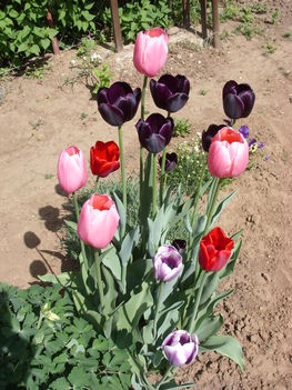 Tulipán színkavalkád