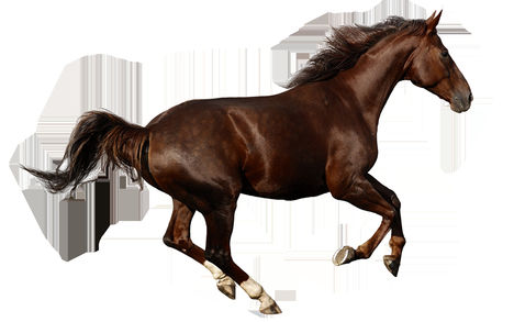 lovas kép 14
