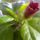 Mar_csak_ki_kell_varni_hogy_teljesen_kinyiljon_a_viragom_viraga__1132404_5355_t