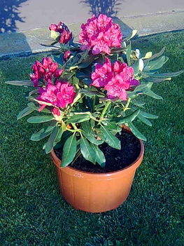 Rhododendron 2.