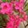 Azaliam_1_1133962_4966_t
