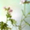 citromillatu muskátli virágja