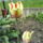Dsc01005_1133317_1248_t