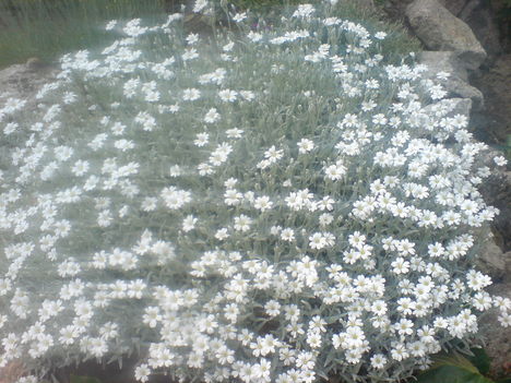 DSC02155Szikla kerti  ezűstlevel virágom