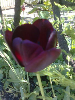 fekete tulipán