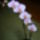 Orhidea-006_1133336_9753_t