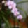 Orhidea-007_1133334_7242_t