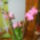 Orhidea-010_1133331_2367_t