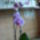 Orhidea-011_1133329_4620_t