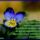 Egy_barat_1134848_4856_t