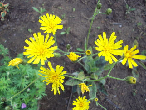 kertünkből 2011