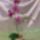 Orchidea-007_1134222_6716_t