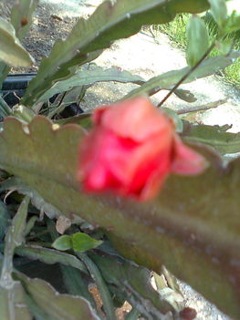 piros virágu kaktusz