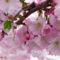 Cseresznyefa virágok