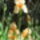 Irisz_3_1135161_5510_t