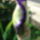 Irisz_4-001_1135163_9367_t