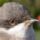 Kis_poszata_1135060_2512_t
