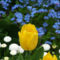 Tulipán a százszorszépek és nefelejcsek között