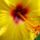 Cassiopeia_kozeppalyasa_1136515_3597_t