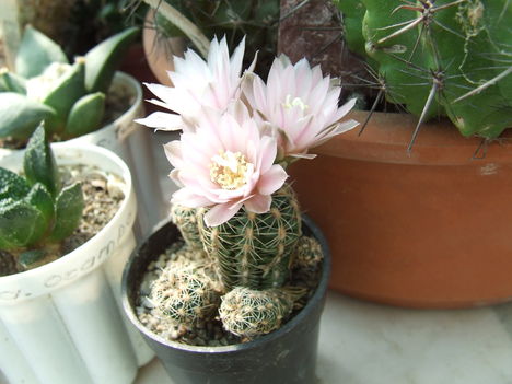 DSCF4211