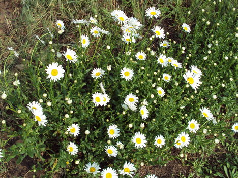 kertünkből 2011