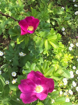 kertünkből 2011