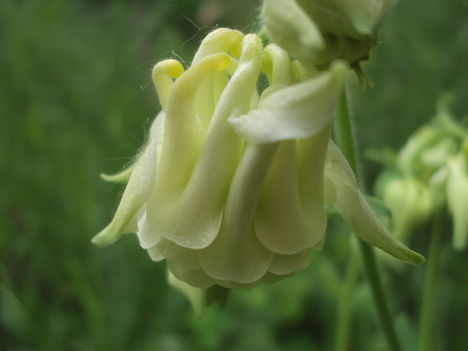 kertünkből 2011