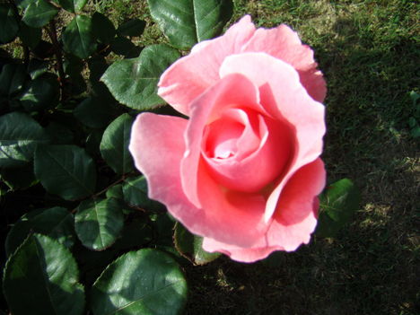 Rózsaszínű rózsa