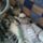 Av2_baratsag_1137987_3749_t