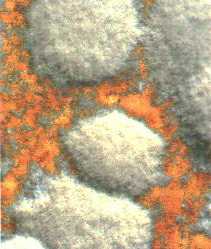 fleming1