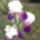 Irisz_1_1137376_5800_t