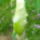 Irisz__9_1137490_5887_t