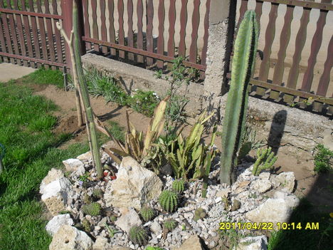 Kaktuszok a kertben
