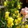 Liliom_1137429_9516_t