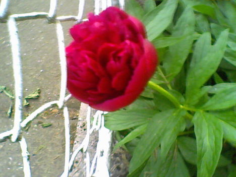 Pünkösdi rózsám, amelyik át akar bújni a kerítésen... :-)