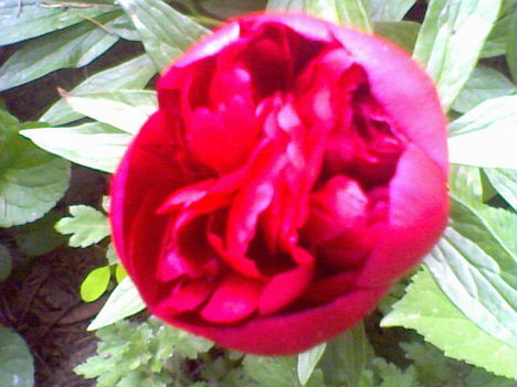 Pünkösdi rózsám, amelyik még nem nyílott ki teljesen.... :-)