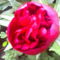 Pünkösdi rózsám, amelyik még nem nyílott ki teljesen.... :-)