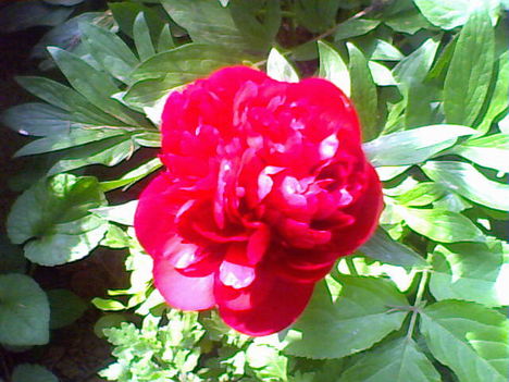 Szépen kinyílott pünkösdi rózsám... :-) 