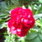 Szépen kinyílott pünkösdi rózsám... :-) 