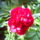Szepen_kinyilott_punkosdi_rozsam__1137563_8970_t