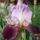 Iriszek_20110511tol_05-010_1138663_4141_t