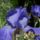 Iriszek_20110511tol_05-012_1138665_2602_t