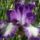 Iriszek_20110511tol_05-034_1138688_8165_t