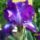 Iriszek_20110511tol_05-048_1138702_4733_t