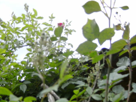 kerti virágok 3,Rózsalugas nyítja bimbóit
