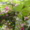 kerti virágok 3,rózsaszín  rózsalonc 