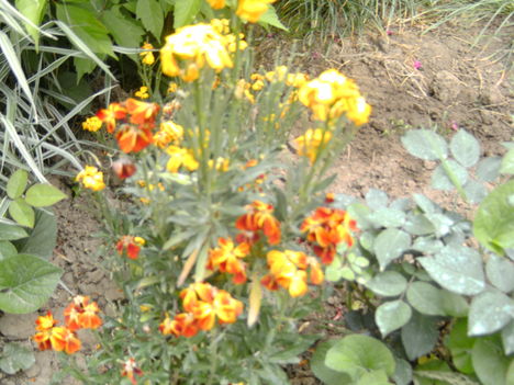 kerti virágok ,Viola